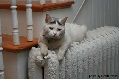 white cat sitting on cast iron radiator