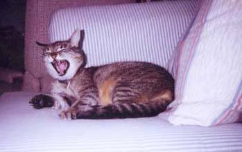 tabby cat yawning