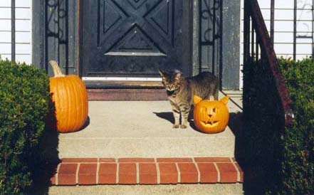 tabby cat next to pumpkin carved like a cat
