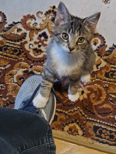 cat with paw on shoe