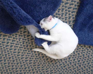 white cat mauling rug