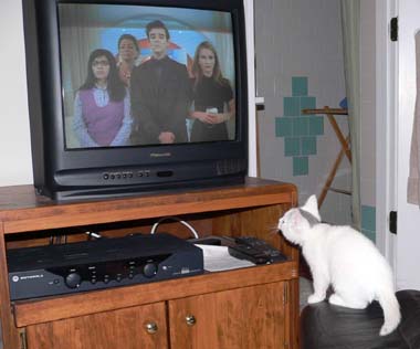 white kitten watching Ugly Betty on TV
